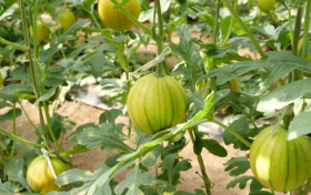 李桥镇沿特西甜瓜采摘节开幕，田园采摘引爆夏日热情