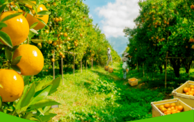 拒绝“纸上谈兵”：呱果鲜丰，一套被300家门店验证过的务实生存法则